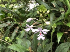 Calanthe dominyi