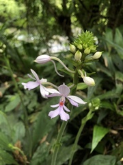 Calanthe dominyi