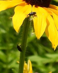 Odontocorynus umbellae
