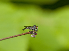 Neoitamus socius