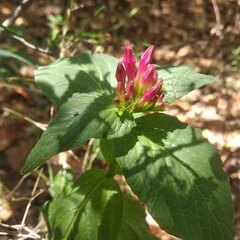 Spigelia longiflora