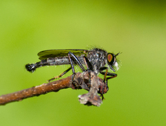 Neoitamus socius