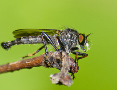 Neoitamus socius