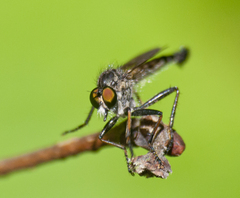 Neoitamus socius