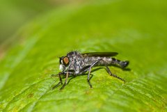 Neoitamus socius