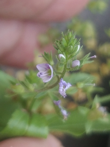 Veronica anagallis-aquatica image