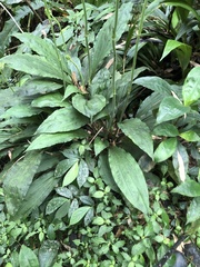 Calanthe dominyi