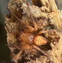 Araneus iviei