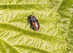 Coleothorpa vittigera