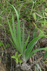 Iris verna
