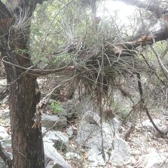 Tillandsia juncea
