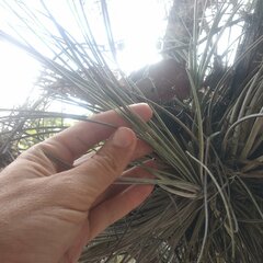 Tillandsia juncea