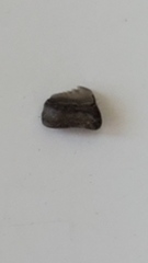 Hexanchidae