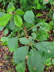 Zeyheria tuberculosa