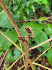 Zeyheria tuberculosa