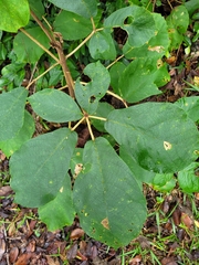 Zeyheria tuberculosa