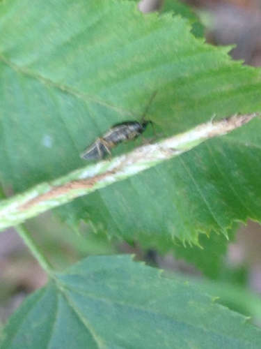 Pachygronthidae