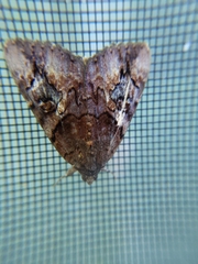 Catocala muliercula