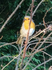 Erithacus rubecula