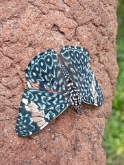Hamadryas amphinome