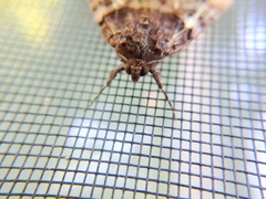 Catocala muliercula