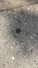 Lycorma delicatula