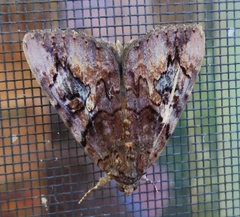 Catocala muliercula
