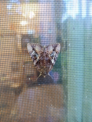 Catocala muliercula