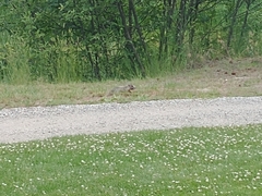 Marmota