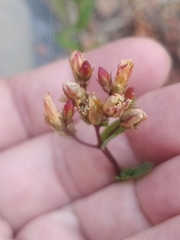 Hypericum undulatum image