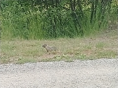 Marmota