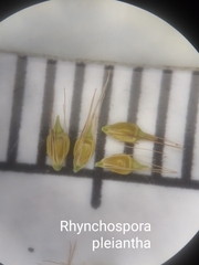 Rhynchospora pleiantha