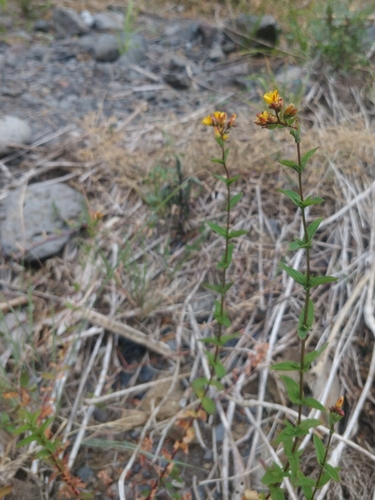 Image of Hypericum undulatum by (c) Vítor Jorge, some rights reserved (CC BY)