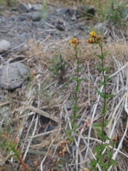 Hypericum undulatum image