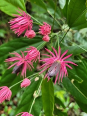 Pavonia multiflora