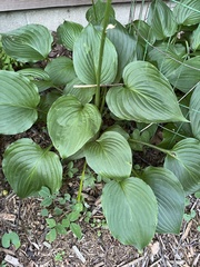 Hosta ventricosa