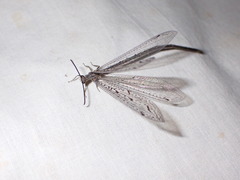 Brachynemurus ferox