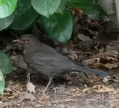 Turdus merula