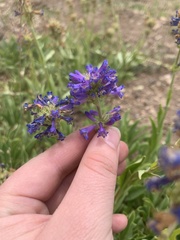 Penstemon rydbergii aggregatus