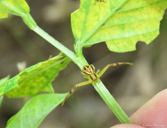 Misumenops maculissparsus