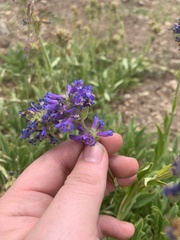 Penstemon rydbergii aggregatus