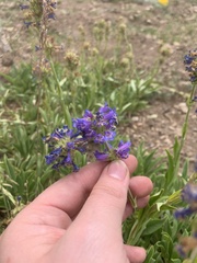 Penstemon rydbergii aggregatus