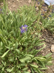 Penstemon rydbergii aggregatus