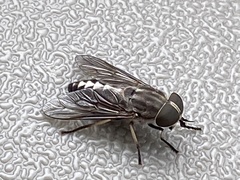 Tabanus trimaculatus