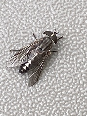 Tabanus trimaculatus