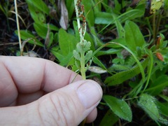 Botrychium matricariifolium