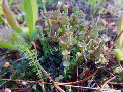 Cladonia phyllophora