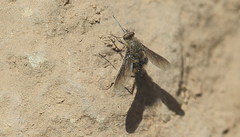 Triploechus heteronevrus