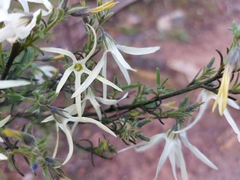 Anthocercis angustifolia