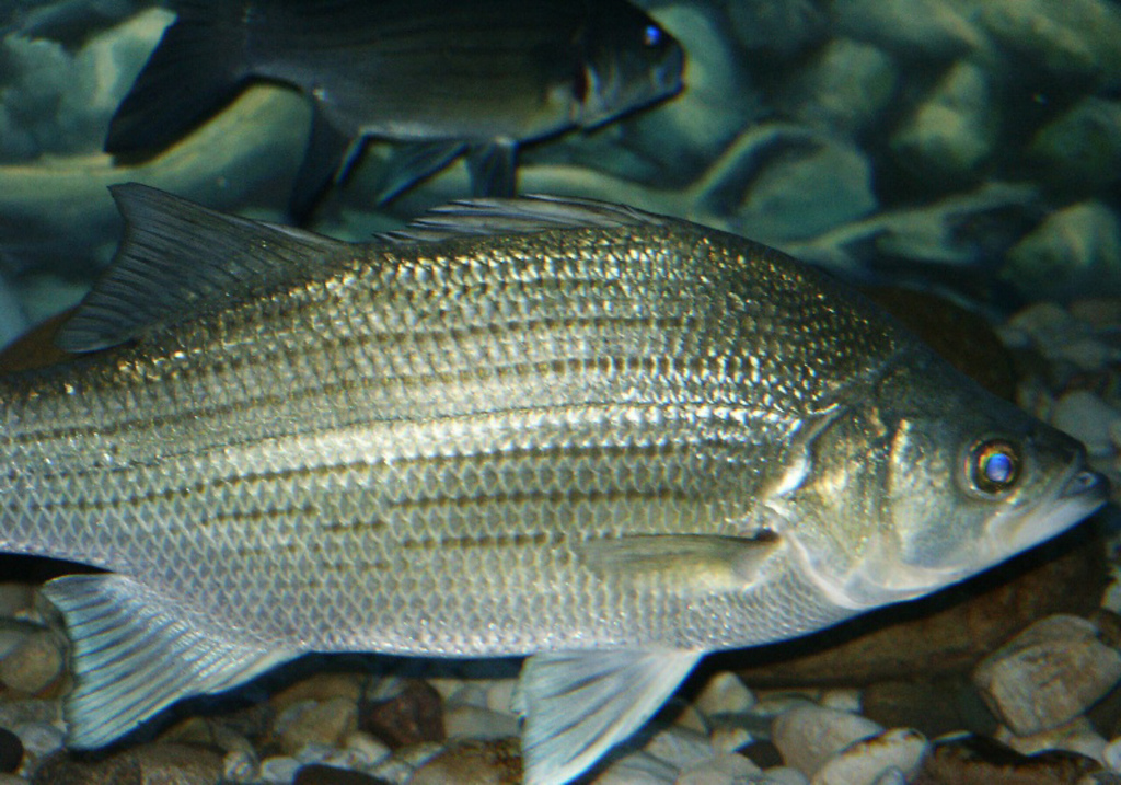 White Bass (Fishes of the Upper Green River, KY) · iNaturalist